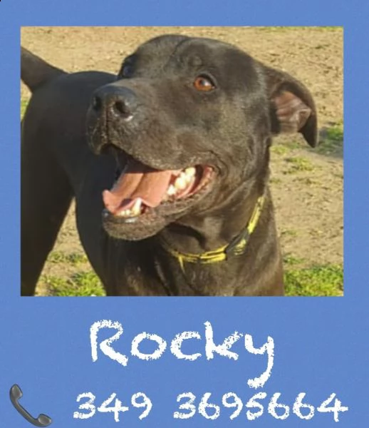 rocky 6 anni  | Foto 1