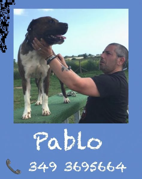 pablo pitbull 2 anni obbediente e tranquillo | Foto 3