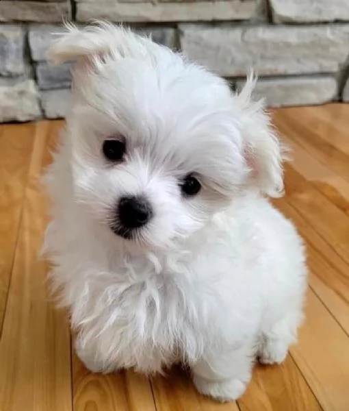 bianchissimi cucciolini maltese