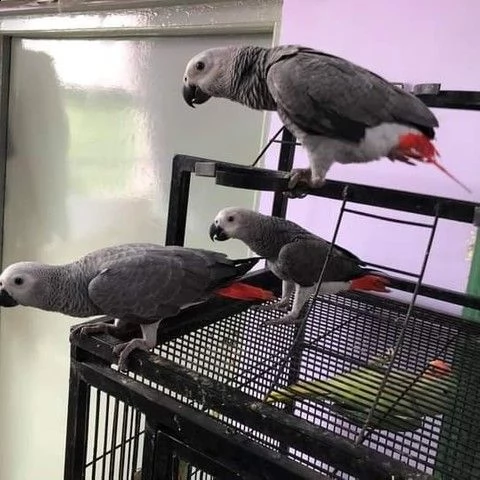 pappagalli cenerini disponibili | Foto 4