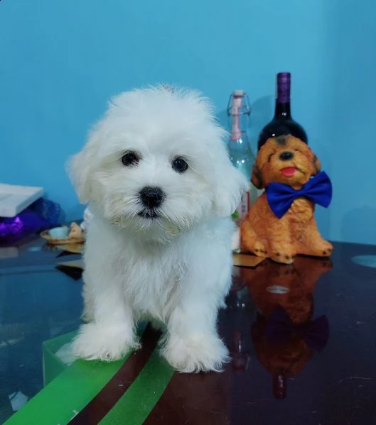 maltesi piccoli piccoli taglia piccoli