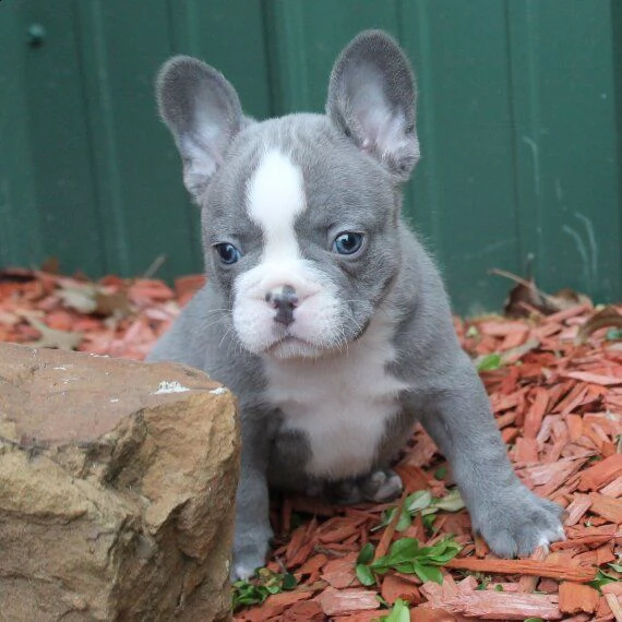 regalo cuccioli di bulldog francese 