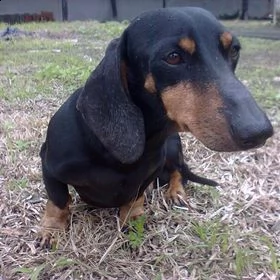 regalo bassotto toy......... | Foto 0