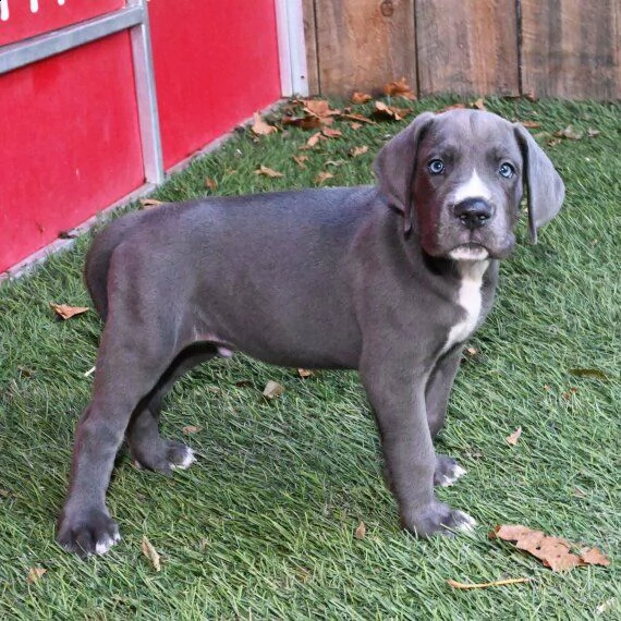 regalo adorabili cuccioli alano femminucce e maschietti