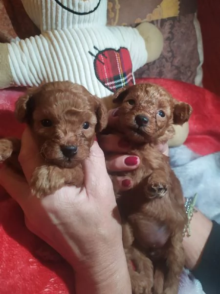 cuccioli di barboncino toy 
