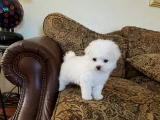 regalo  maltese toy  e nano | Foto 0