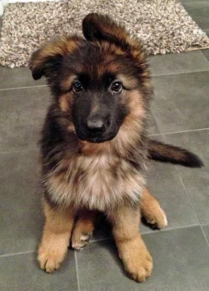  regalo cuccioli pastore tedesco cuccioli pastore maschio e femmina disponibile abbiamo 4 cuccioli d