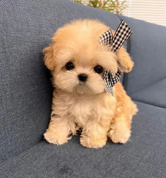 regalo barboncino cuccioli