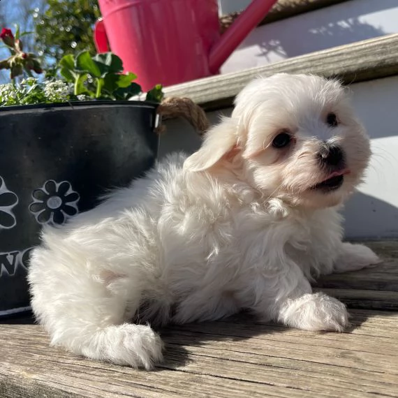 maltese disponibile per reinserimento