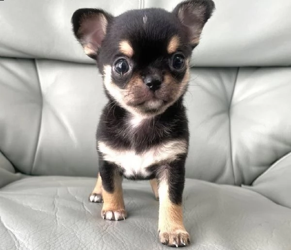 regalo cuccioli di chihuahua