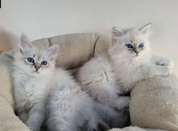 gatti di siberiano ipoallergenico