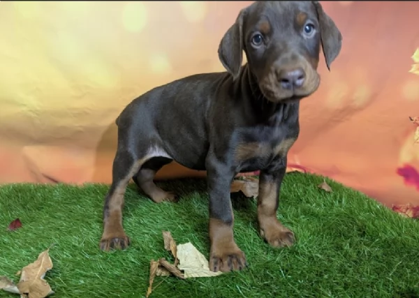 Bellissimi cuccioli di Dobermann