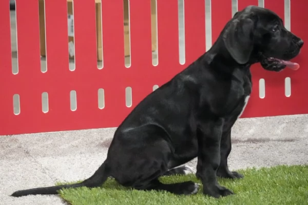 Cuccioli di Alano con pedigree ENCI