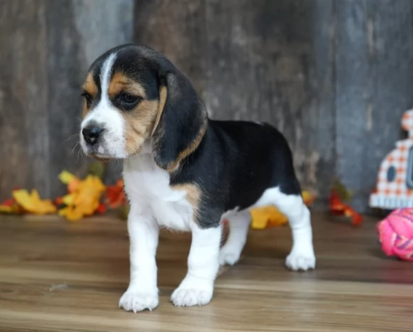 Cuccioli beagle