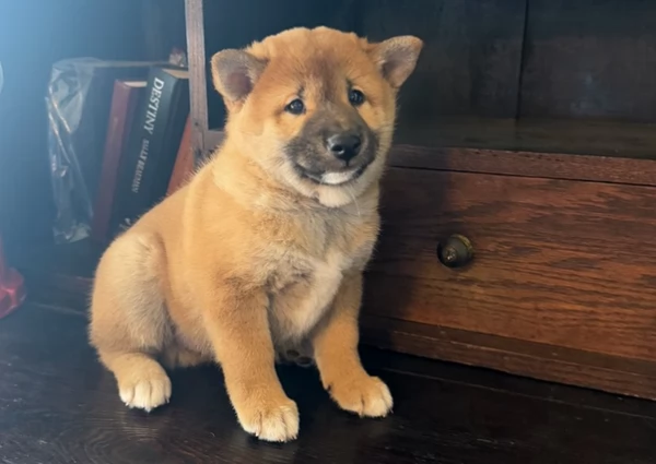  cuccioli di shiba inu
