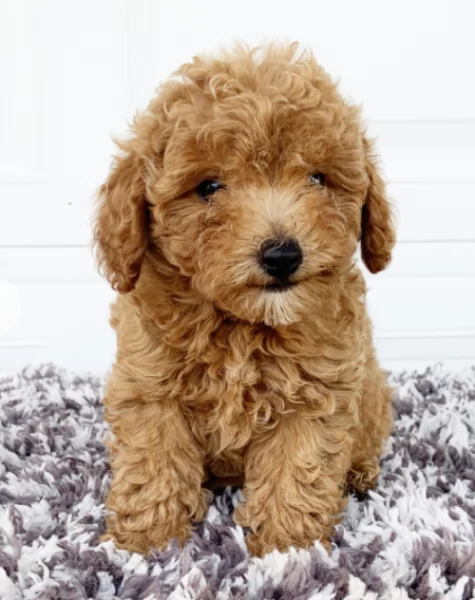 Cuccioli di barboncino toy