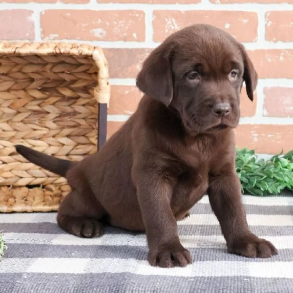 Labrador retriever cuccioli