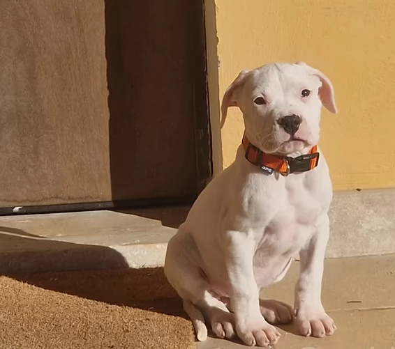 Cuccioli di Dogo Argentino