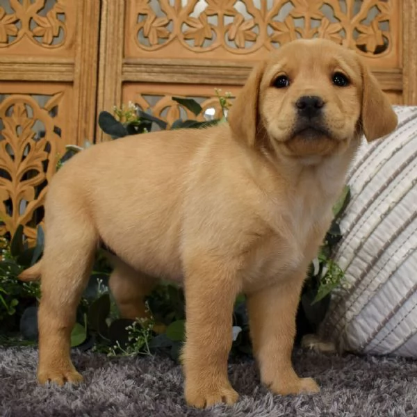 Cuccioli di Labrador Retriever. 