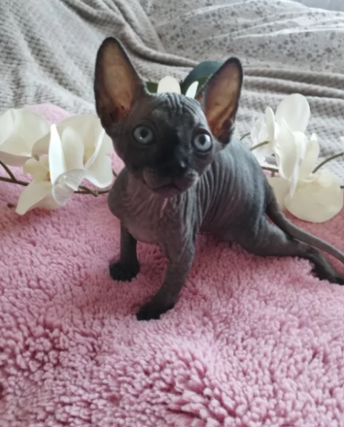 Gattini sphynx