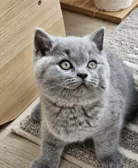 Gattini British Shorthair