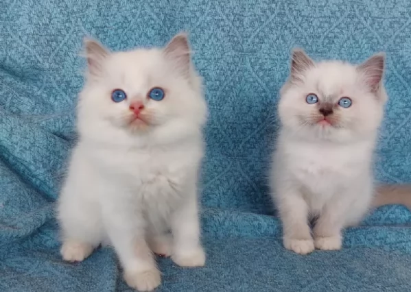 Meraviglioso gattini Ragdoll