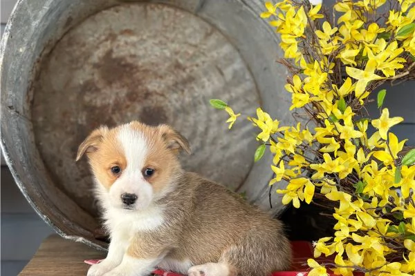 Cuccioli di welsh Corgi maschi e femmine