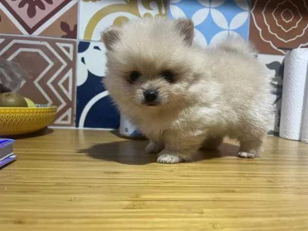 Cuccioli di spitz tedesco Nano 