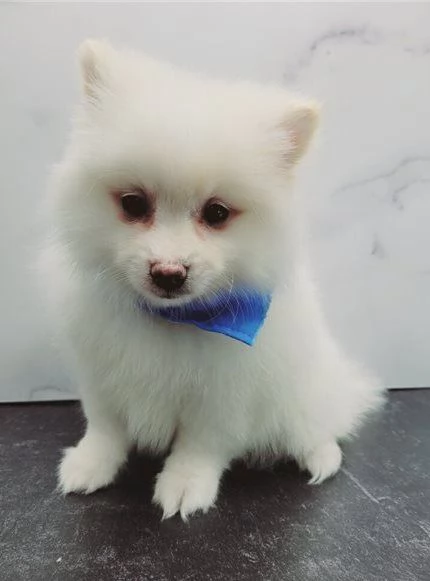 Splendidi Cuccioli di volpino Pomerania