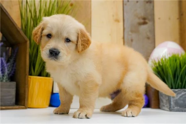 Cuccioli di Golden Retriever