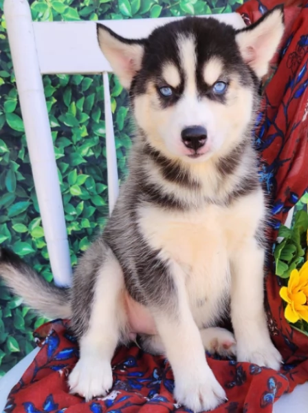 Disponibili cuccioli di Siberian Husky