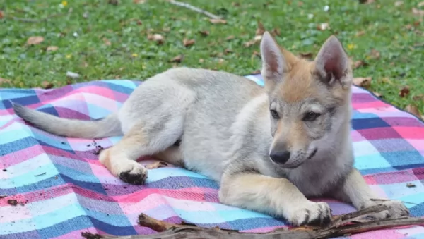 Cuccioli di cane lupo cecoslovacco