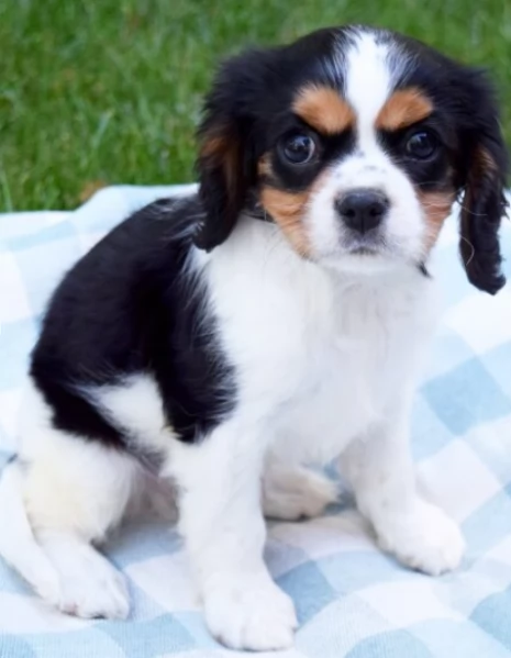 Fantastici cuccioli di Cavalier King Charles