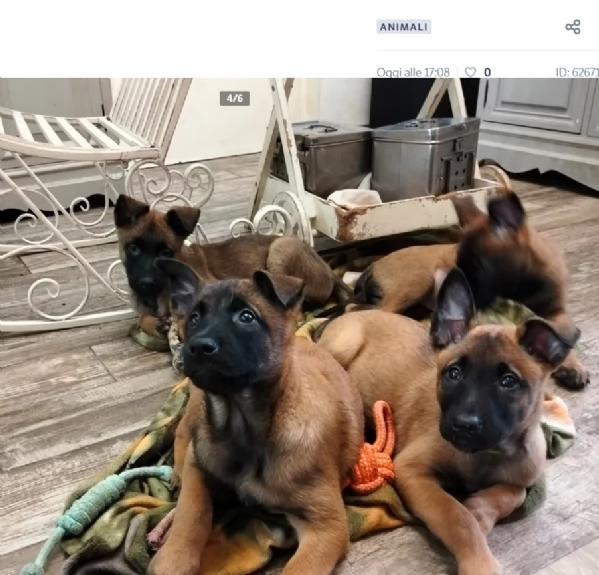 cuccioli di Pastore Belga Malinois