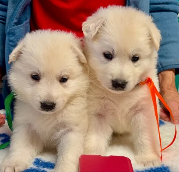 Cuccioli Pastore Svizzero