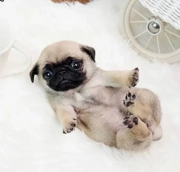 regalo cuccioli di carlino 