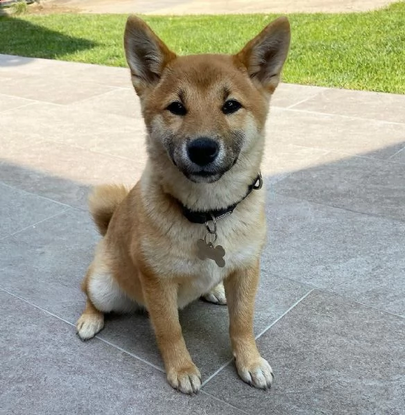 regalo due cuccioli di shiba inu per l'adozione