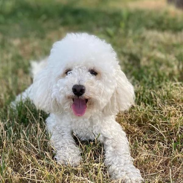cucciolo maltese da negoziante..,