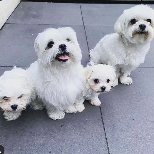 cucciolo maltese da negoziante.., | Foto 0