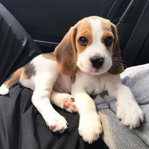  regalo cuccioli dolce e bella beagle stiamo dando questi nostri cuccioli sani maschi e femmine in u
