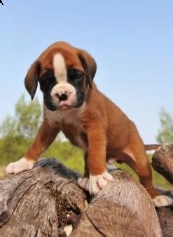   regalo cuccioli di boxer cuccioli di boxer rossi maschietti e femminucce . i cuccioli vengono cedu