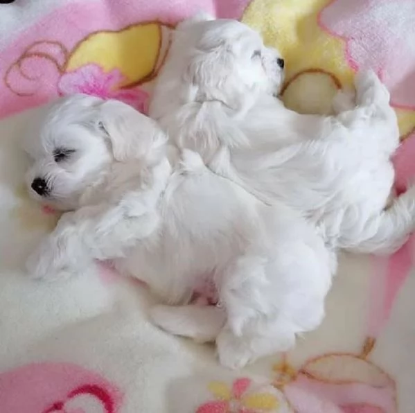 bellissimi cuccioli giocattolo maltesi maschio e femmina | Foto 2