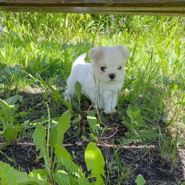 bellissimi cuccioli giocattolo maltesi maschio e femmina | Foto 1