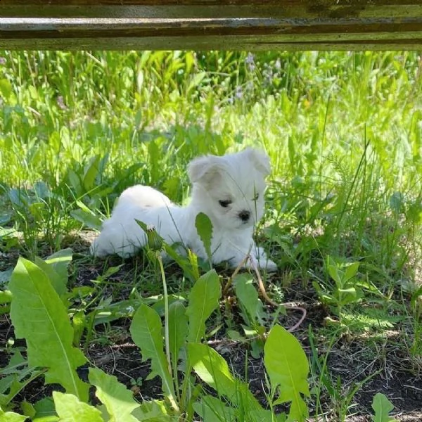 bellissimi cuccioli giocattolo maltesi maschio e femmina | Foto 0