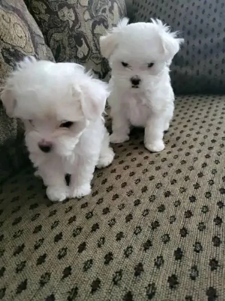 cuccioli di razza maltese toy!