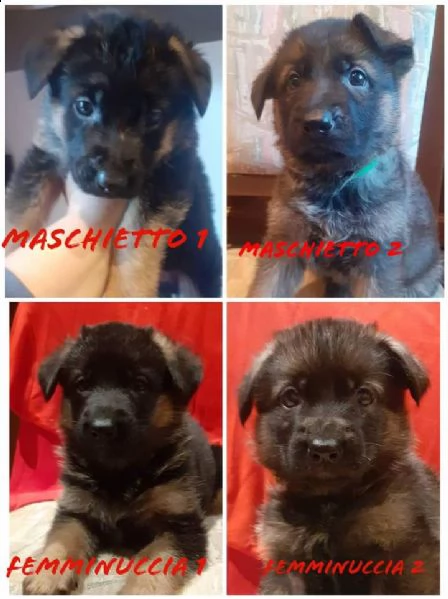 4 splendidi cuccioli di pastore tedesco  | Foto 3