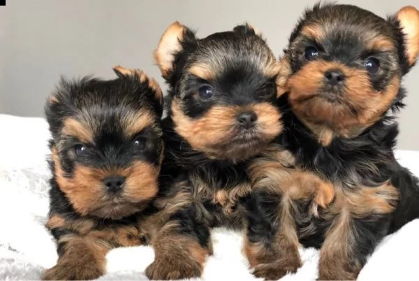 cuccioli di yorkie in vendita