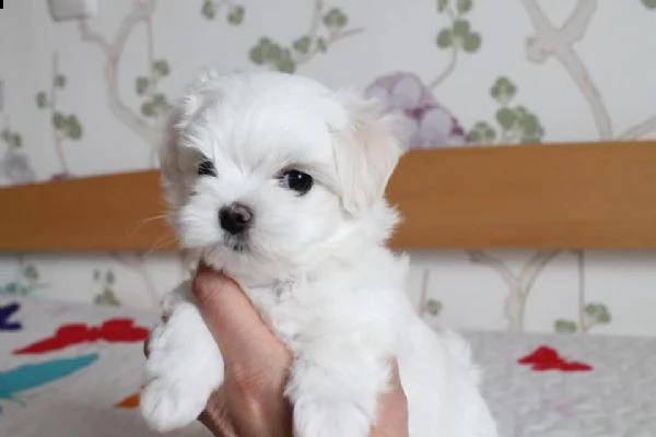 regalo maltese cuccioli meravigliosi