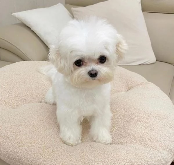 regalo maltese cuccioli meravigliosi ! 
