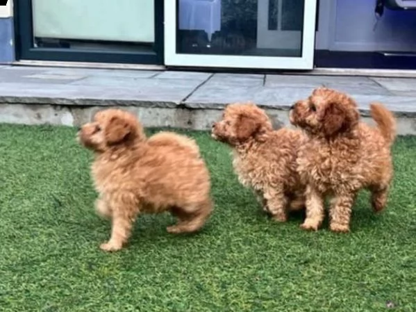 cuccioli di barboncino pronti per partire | Foto 0